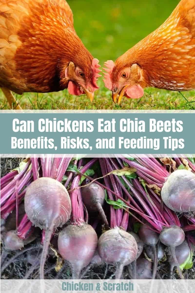 Can Chickens Eat Beets? (Advantages & Disadvantages)