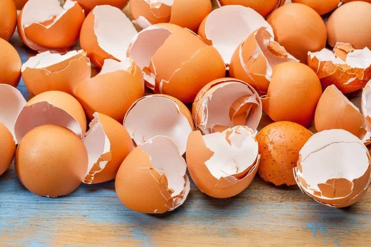 Chickens Eat Eggshells