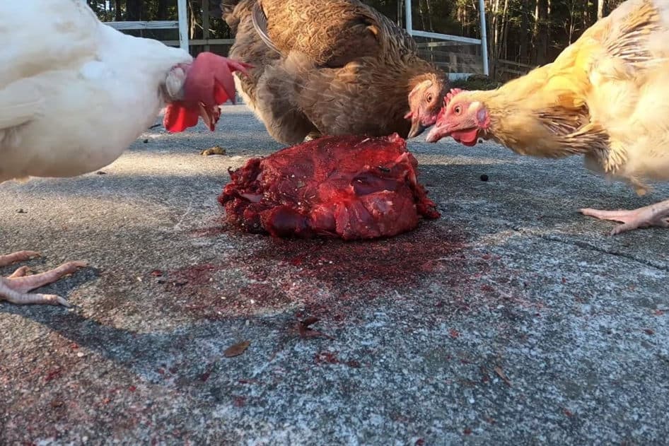 Chickens Eat Meat