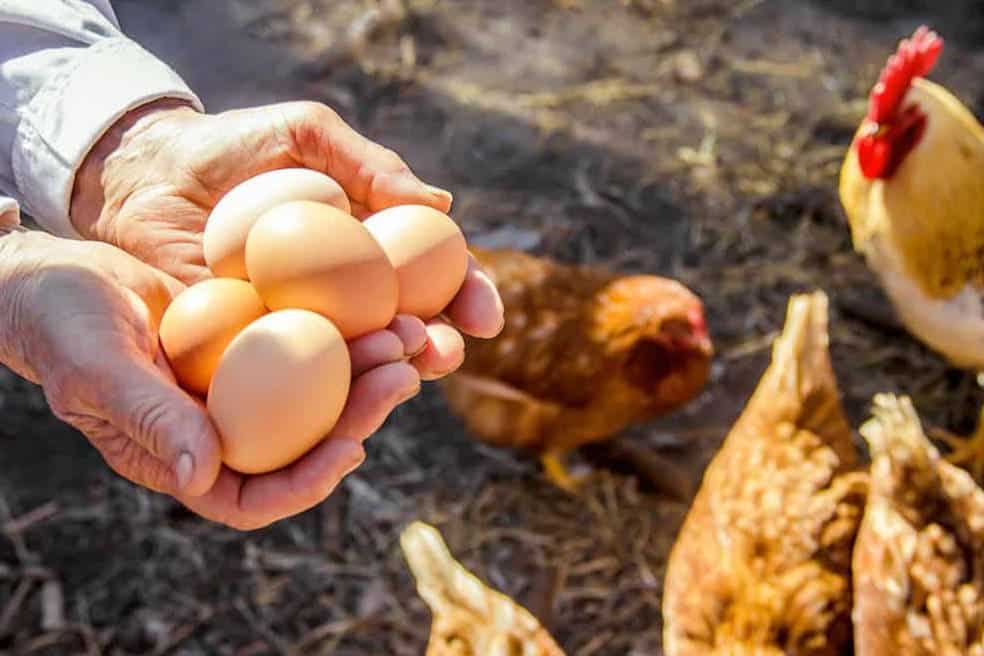 Drying Eggshells for Your Chickens