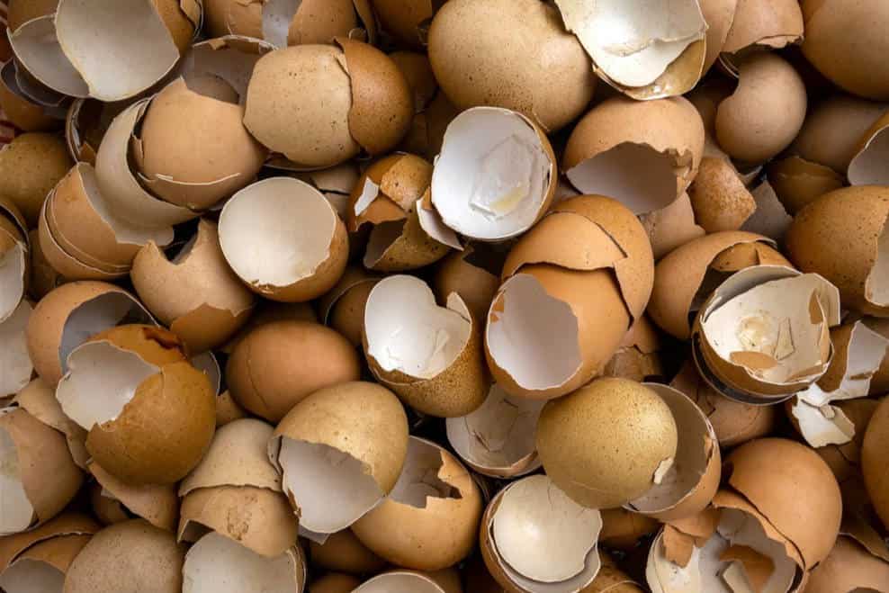 Eggshell Nutrients for Chickens