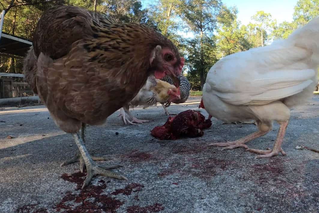 How can I safely feed meat to chickens