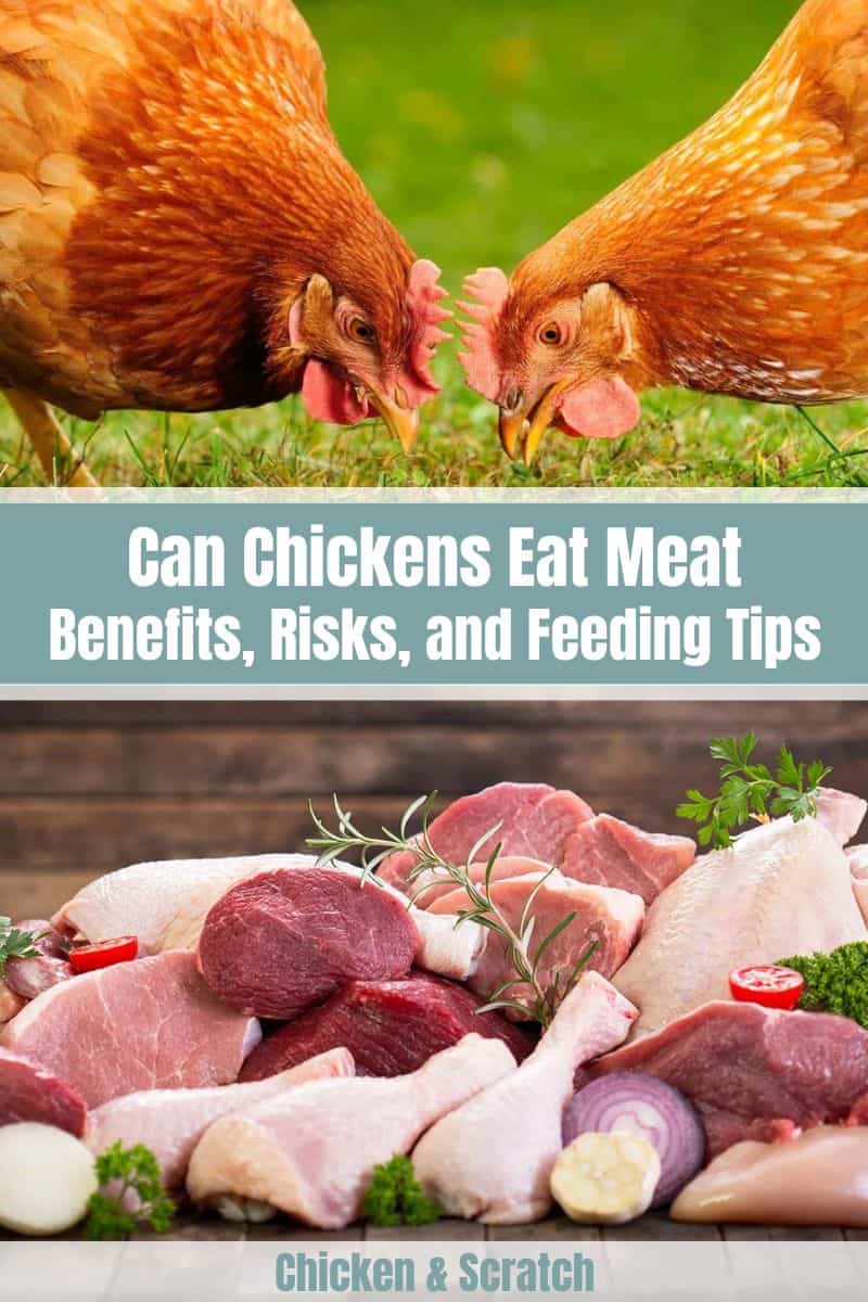 can chickens eat meat