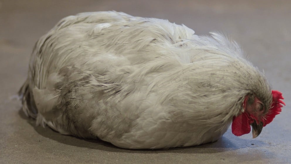 How Do Chickens Sleep? (The Essential Guide for Poultry Owners)