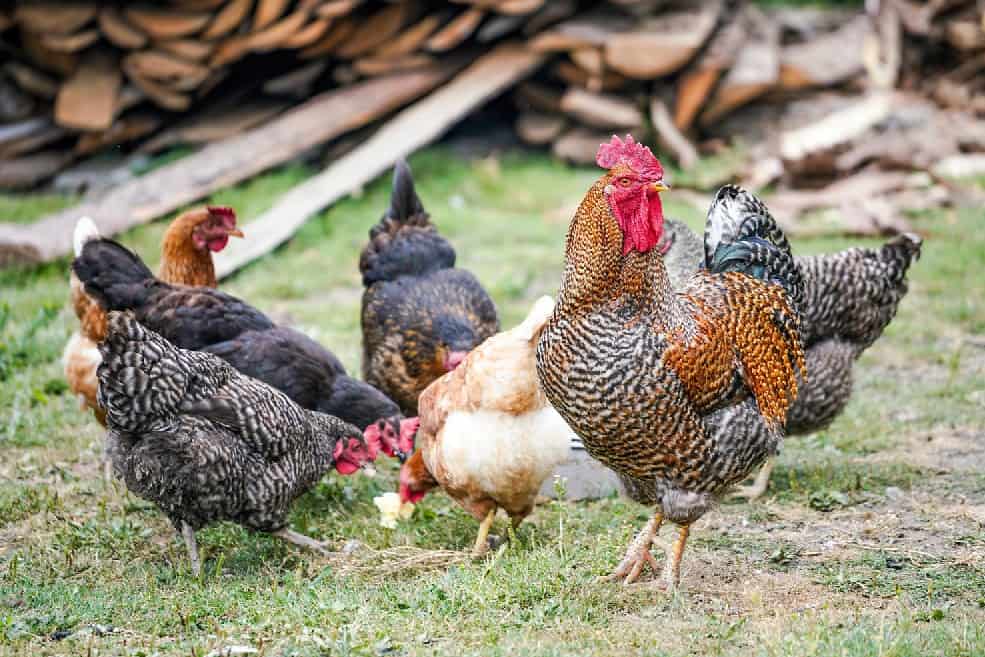 Facts About How Smart are Chickens