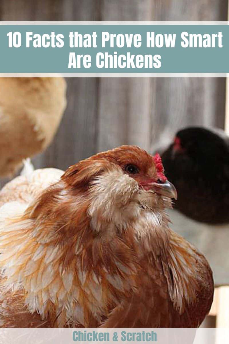 How Smart Are Chickens