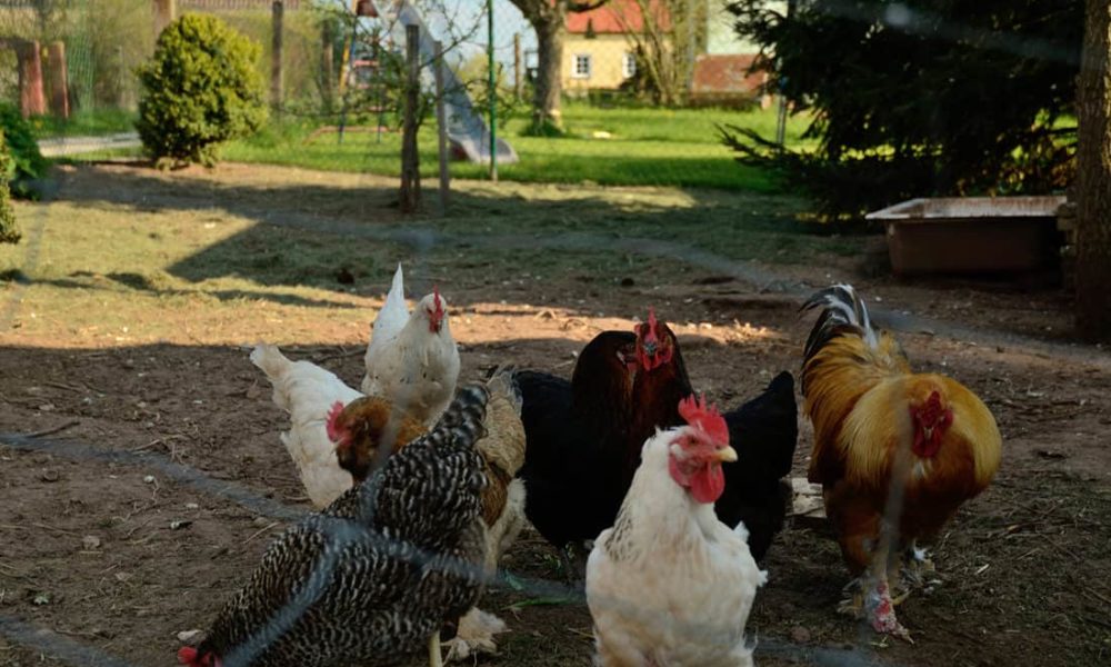 10 Facts that Prove How Smart Are Chickens