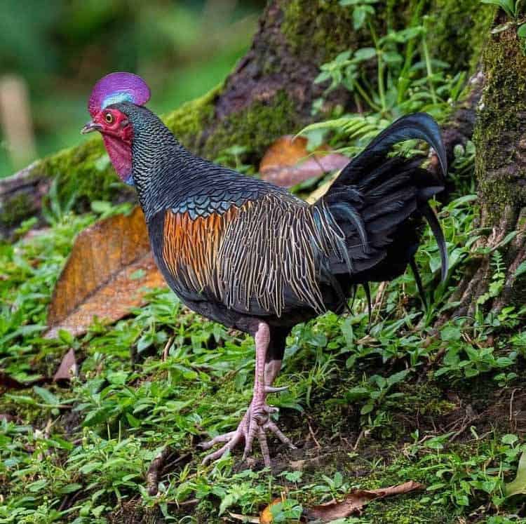 How wild chicken Survive in The Wild