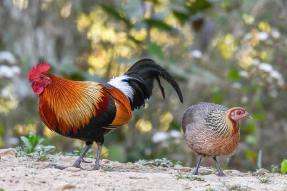 Wild Chickens In the United States