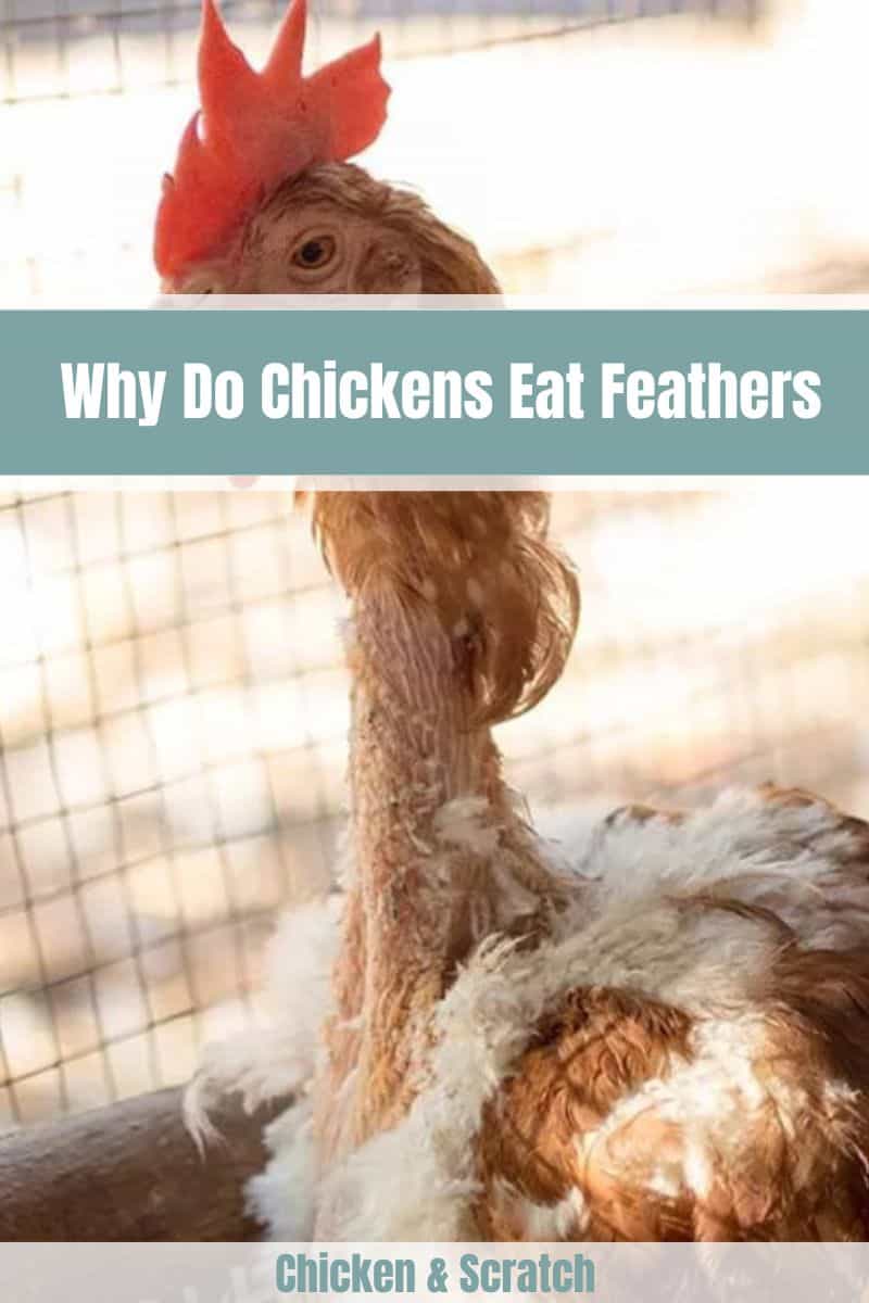 Chickens Eat Feathers