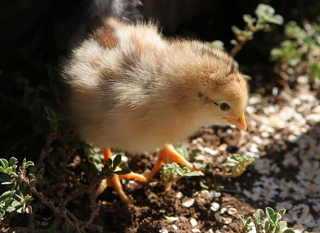 What Can Happen if a Baby Chicken gets too cold