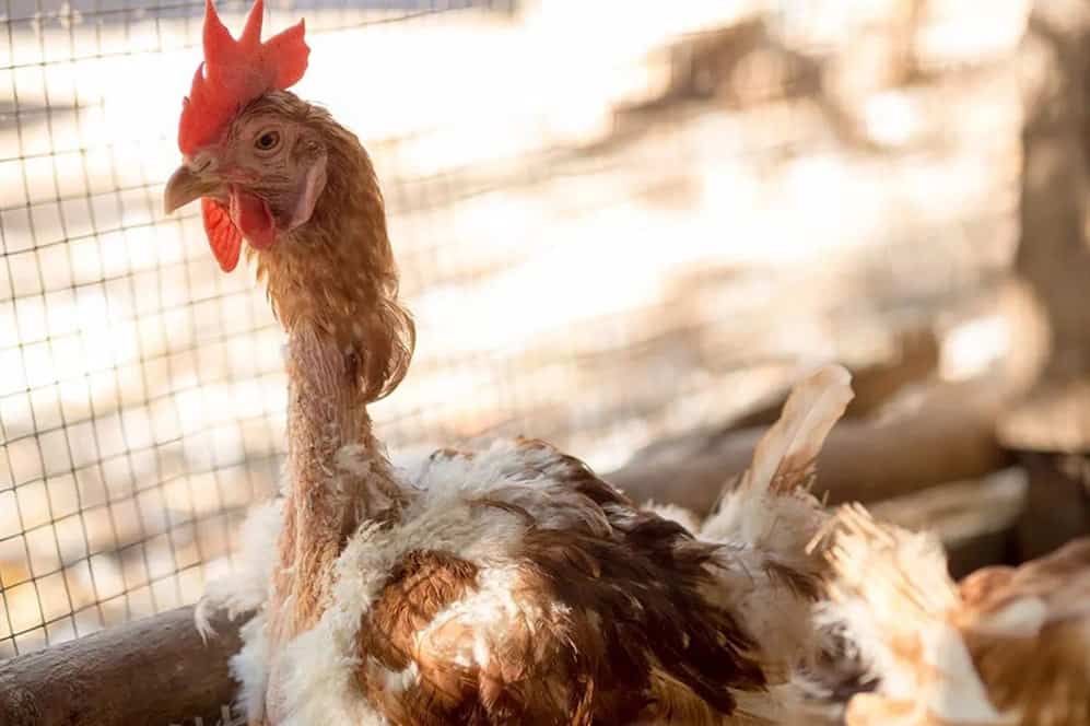 What causes chickens to eat feathers