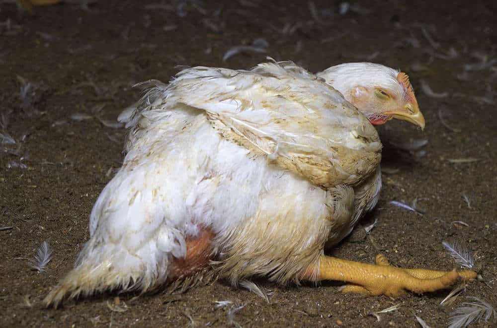 chicken Death or Injury