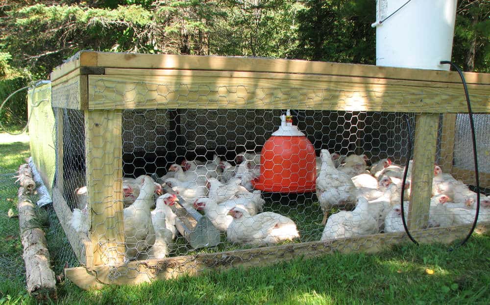 chicken Overcrowding