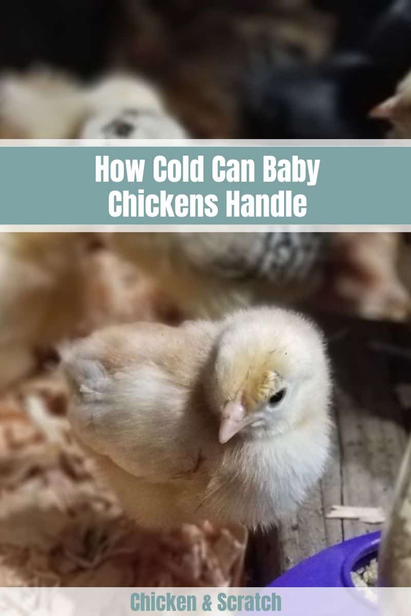 how-cold-can-baby-chickens-handle