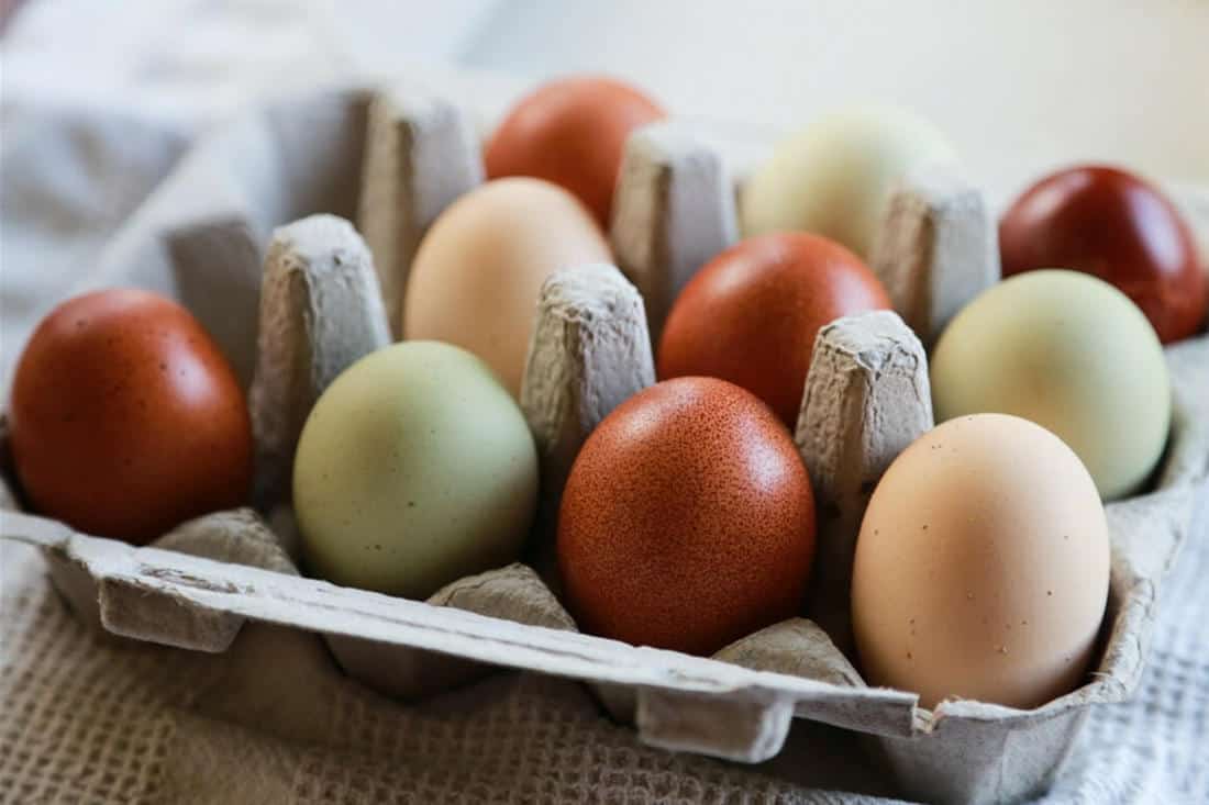 Chickens Lay Different Colored Egg