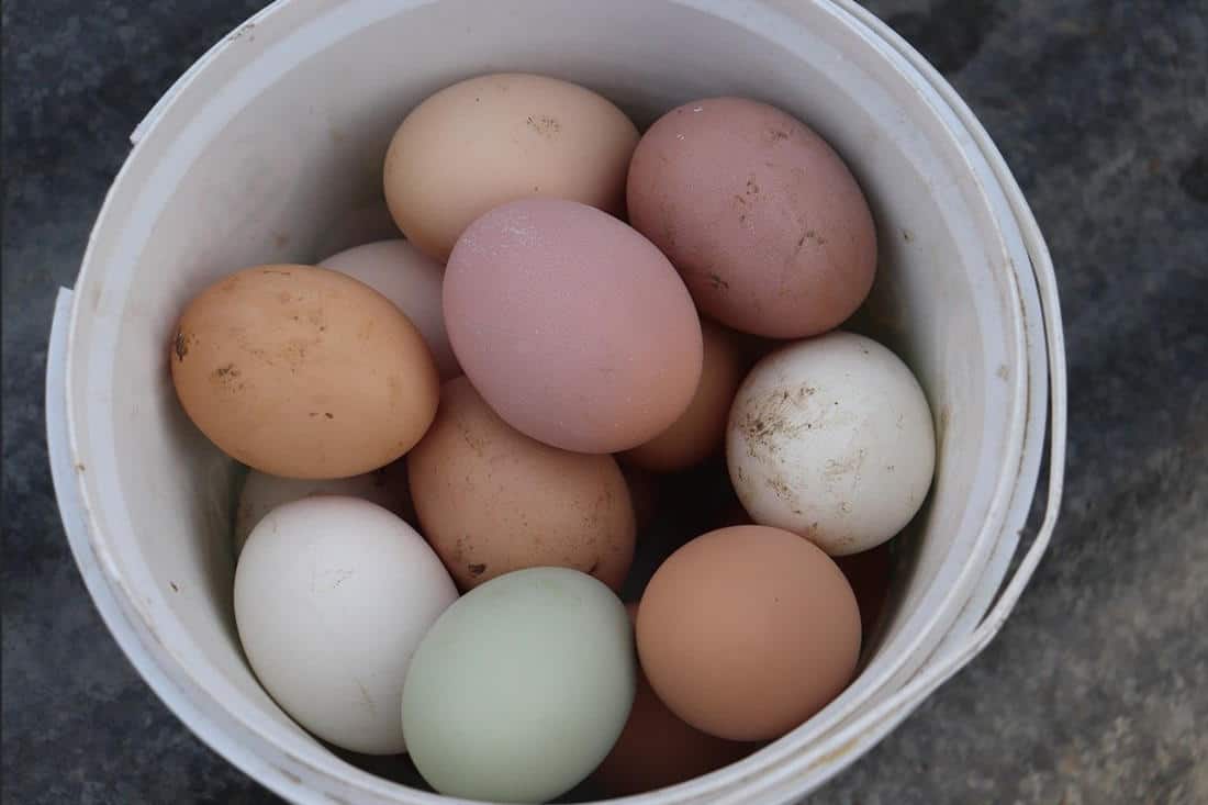 Chickens Lay Different Colored Eggs