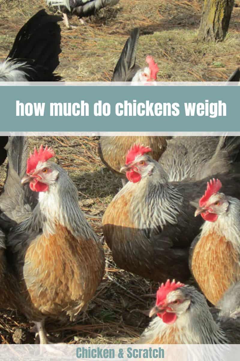 How Much Do Chickens Weigh