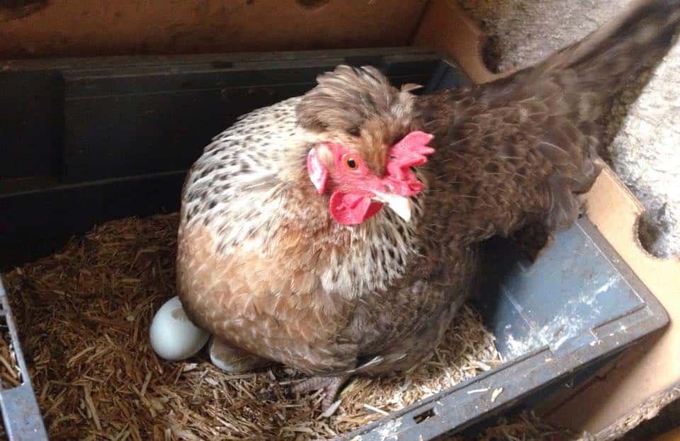 Raising Chickens With Colored Eggs