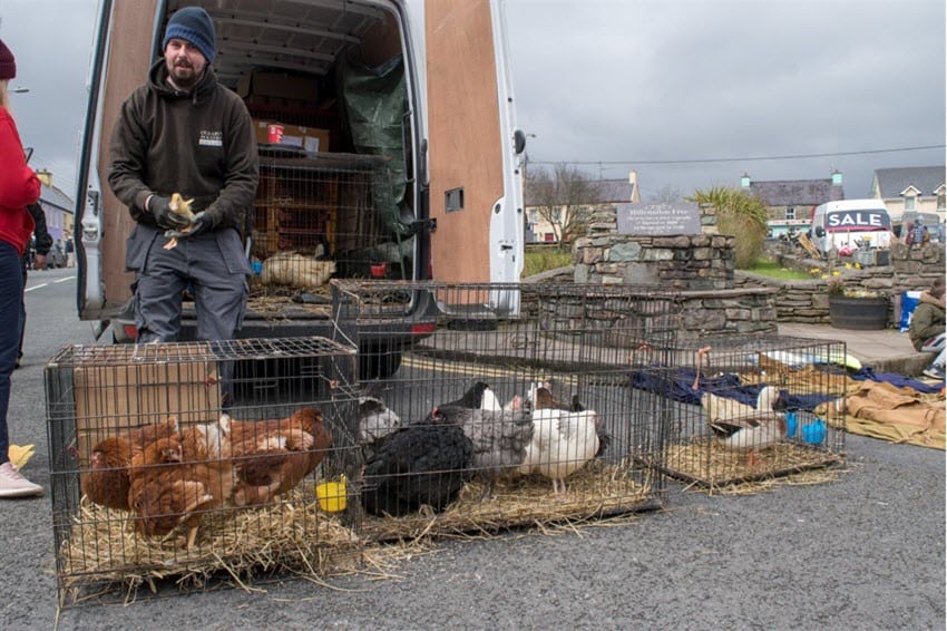 Tips on Transporting Your Chickens