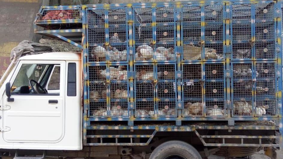 What to Do While Transporting the Chickens