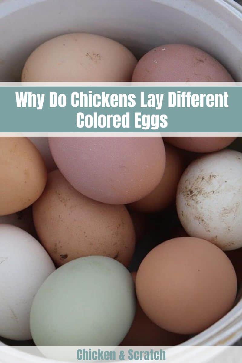 Why Do Chickens Lay Different Colored Eggs