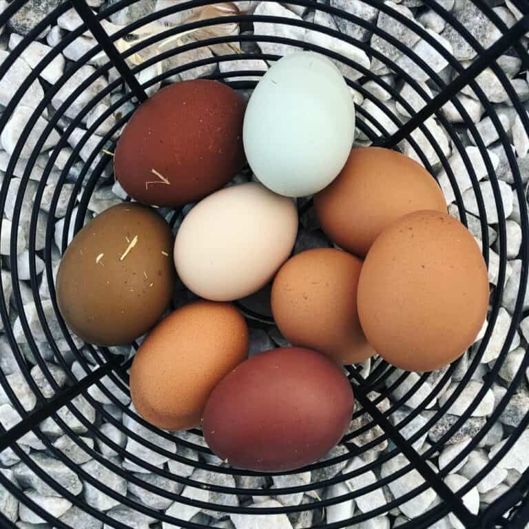 Cinnamon Queen Chicken All You Need to Know