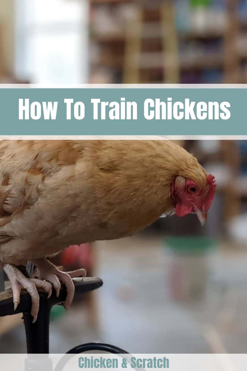 How To Train Chickens
