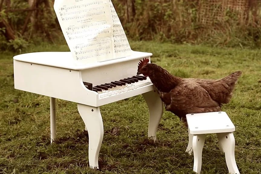 How to train chickens to play instruments