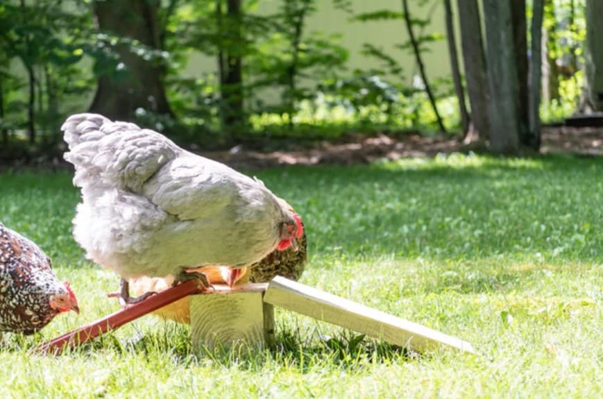 How to train chickens to run an obstacle course