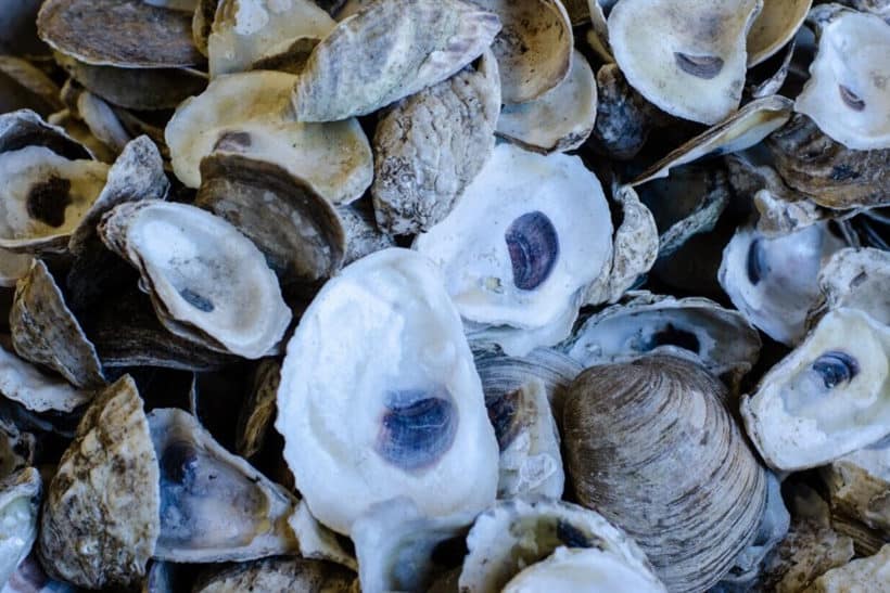 What is Oyster Shell