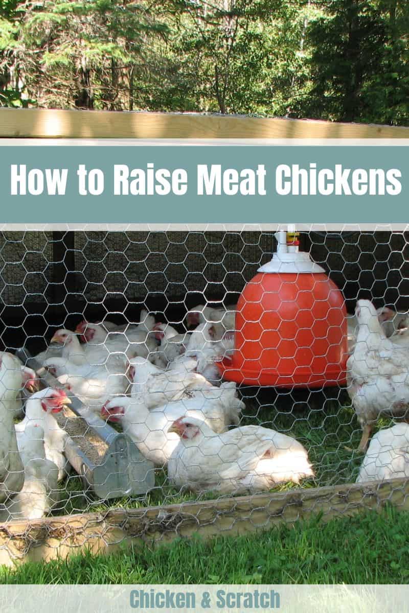 raise chickens for meat