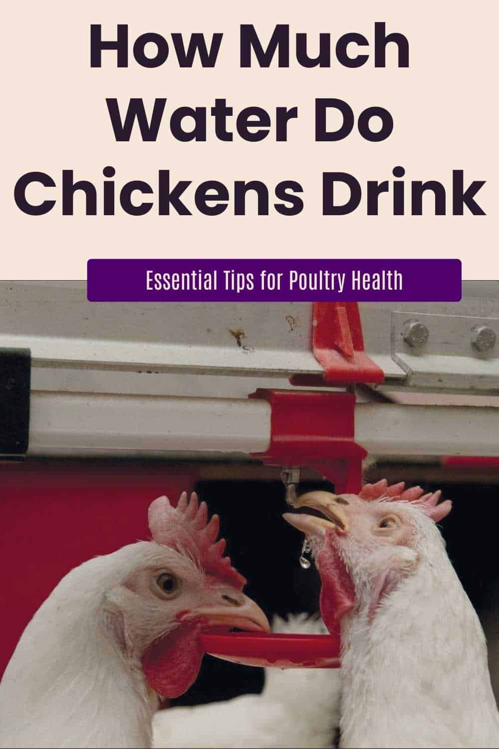 Chickens Drink water