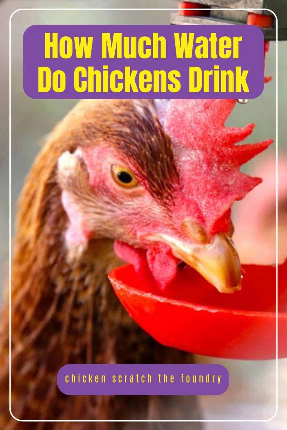 How Much Water Do Chicken Drink