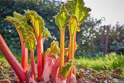 chickens cant't eat Rhubarb