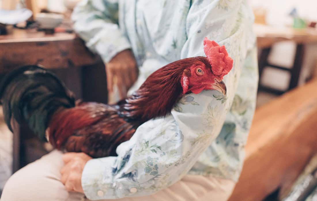 holding a chicken