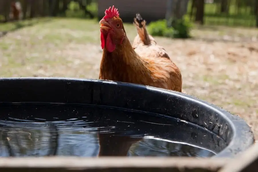 how much water does a chicken drink