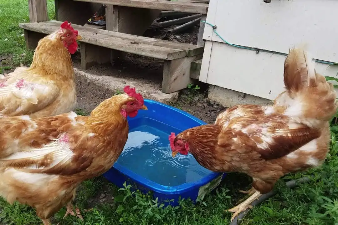 water for chickens