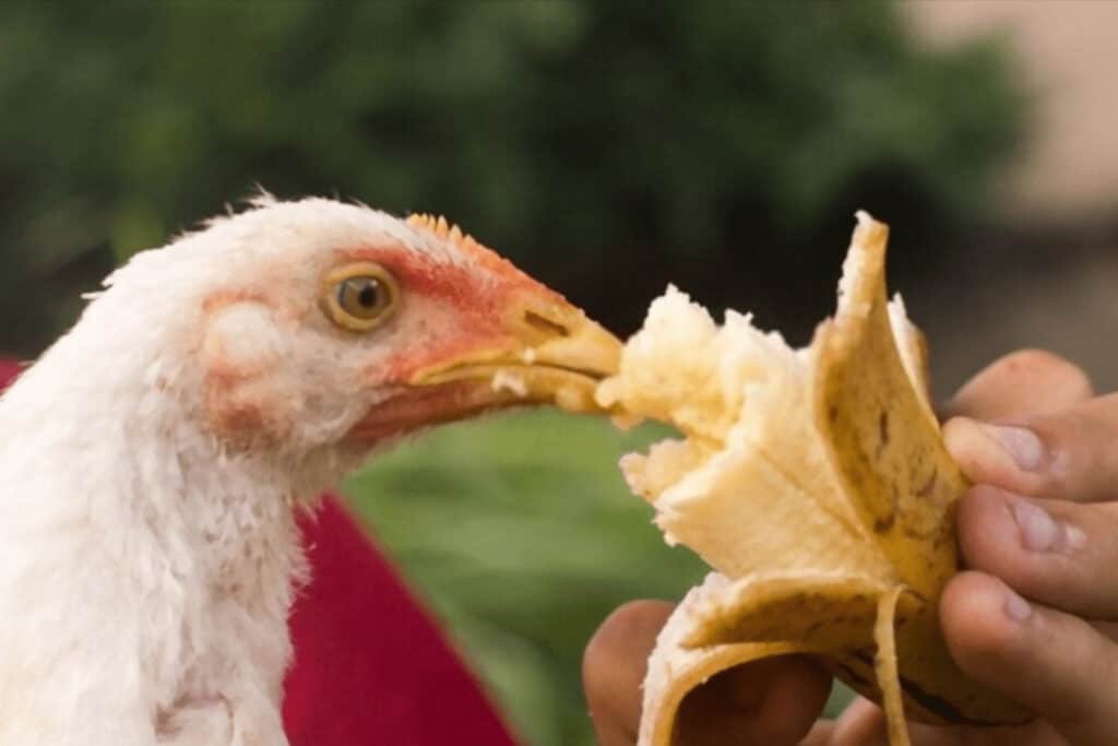 What Can Chickens Eat? (Lists)