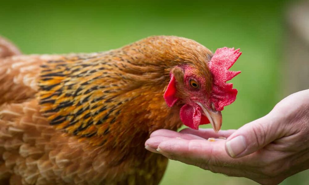 What Can Chickens Eat? (Lists)