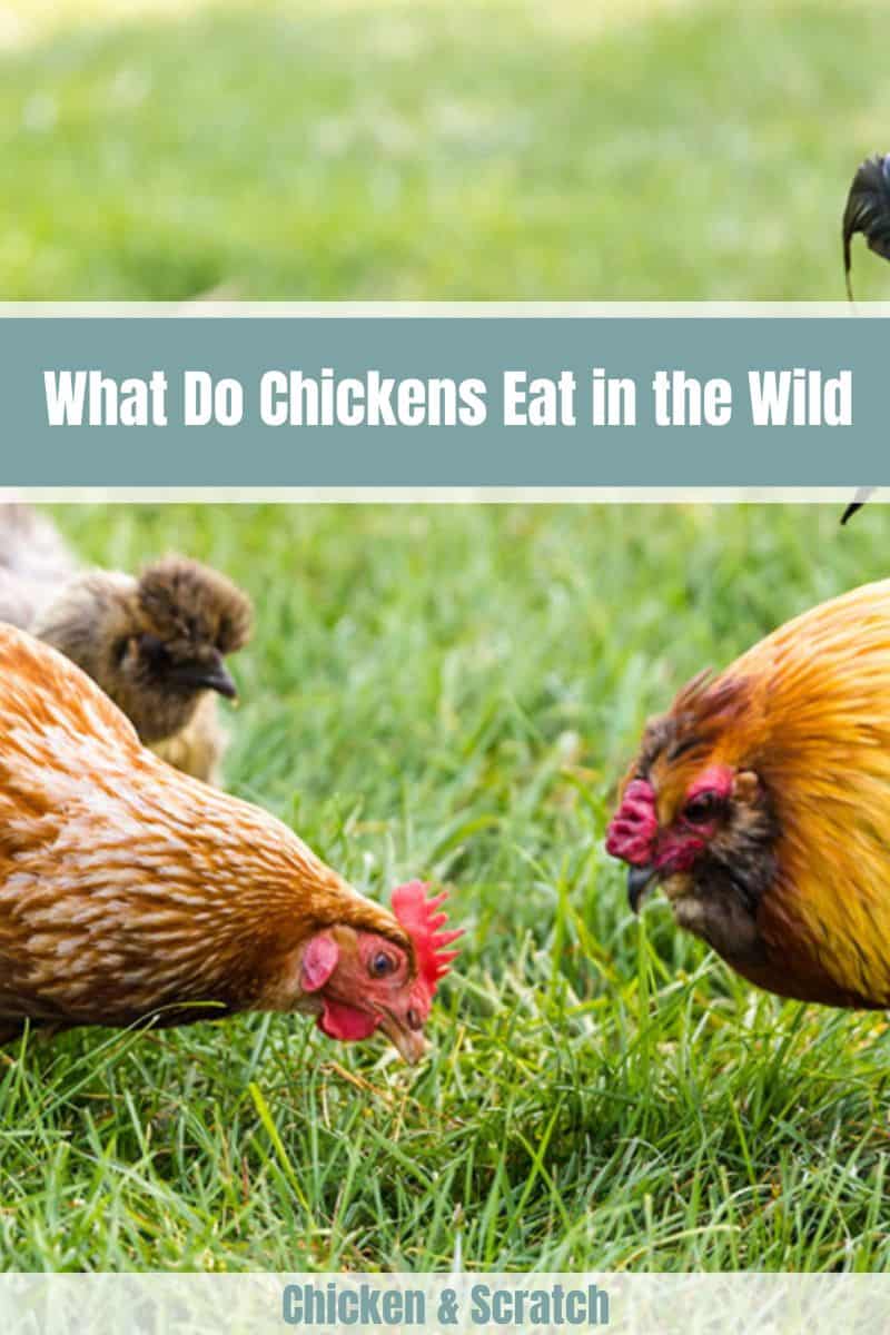 What Do Chickens Eat in the Wild