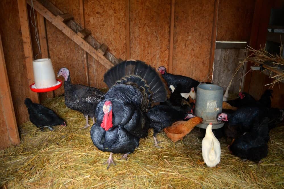 can turkeys and chickens live together