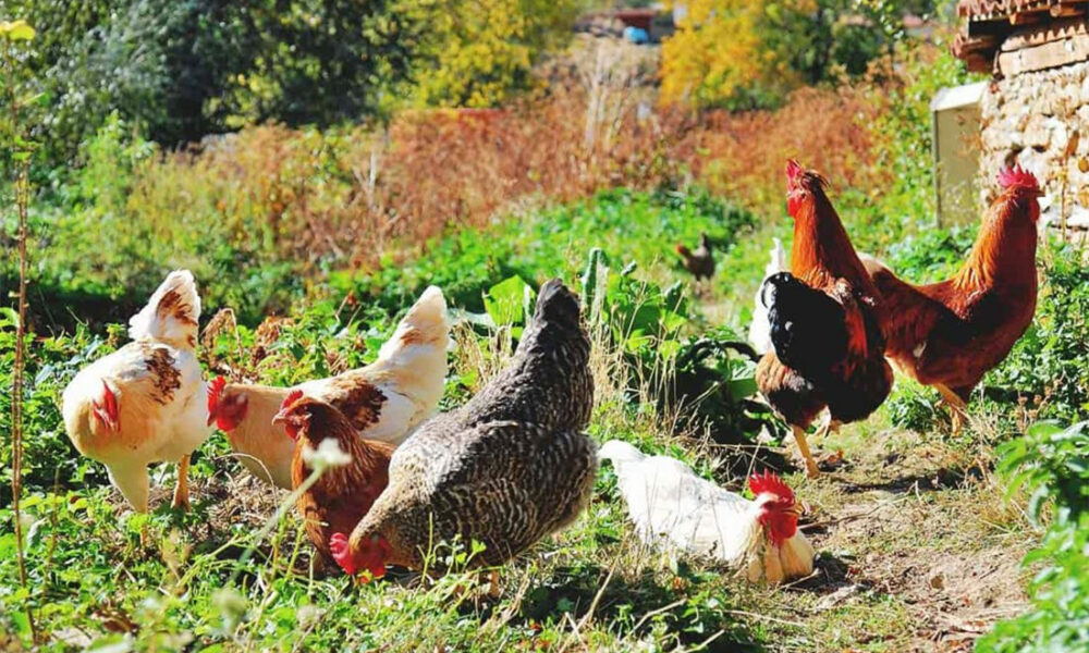 What Do Chickens Eat in the Wild?
