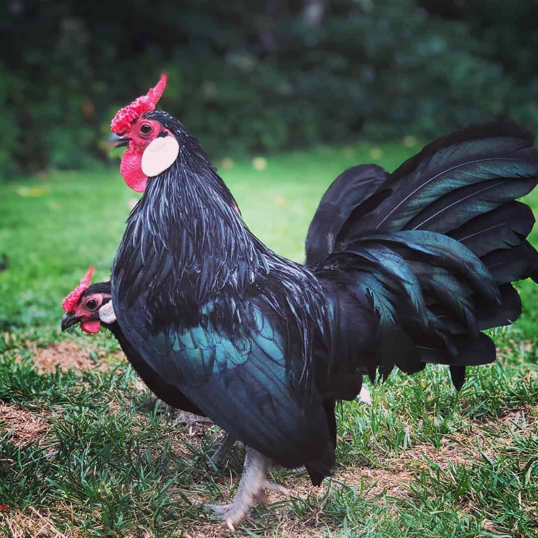 Bantam chicken