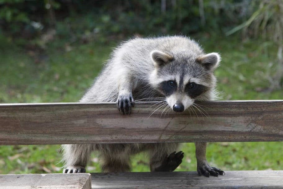 How to Keep Raccoons Away Using Home Remedies