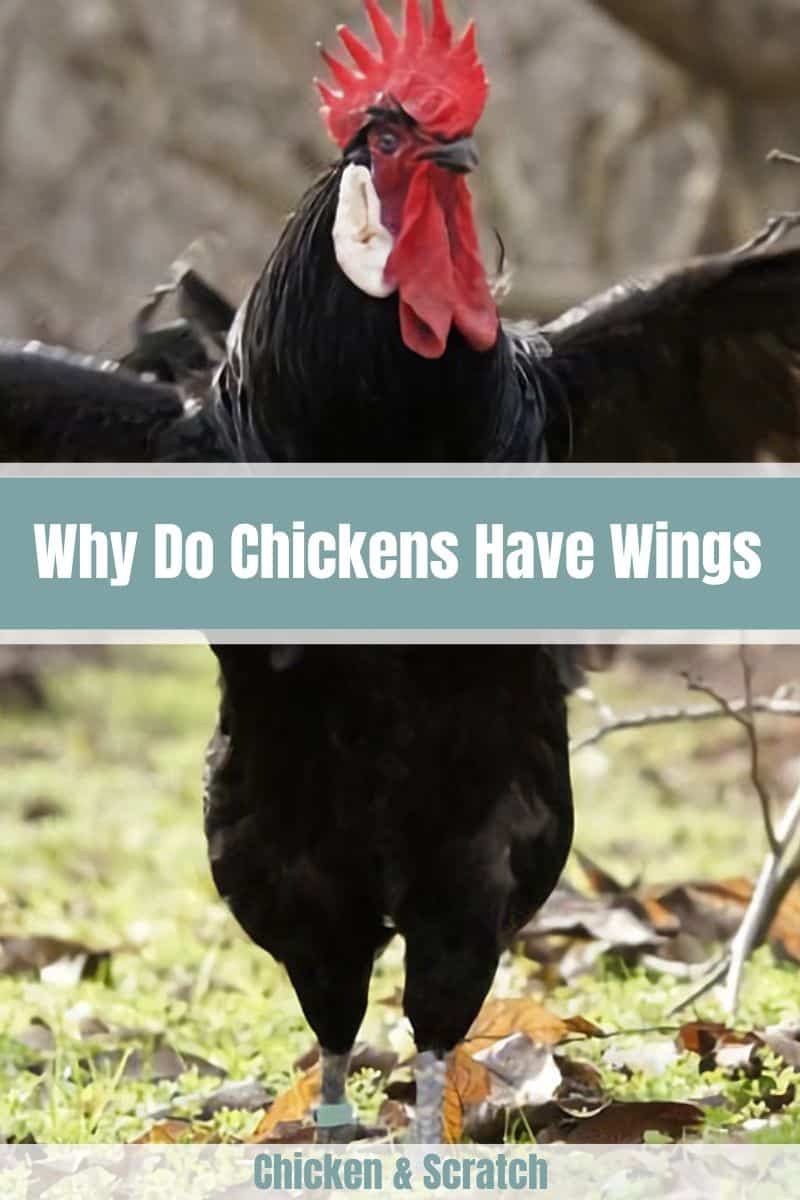 Why Do Chickens Have Wings