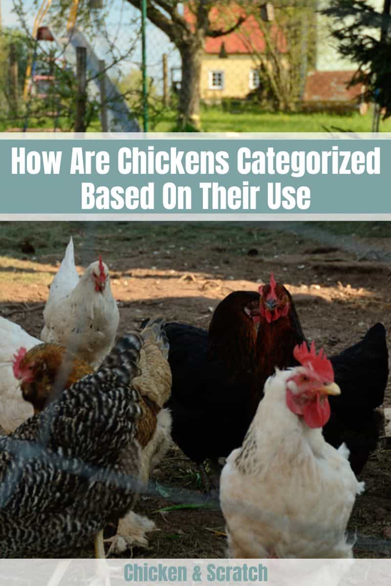 how are chickens categorized based on their use