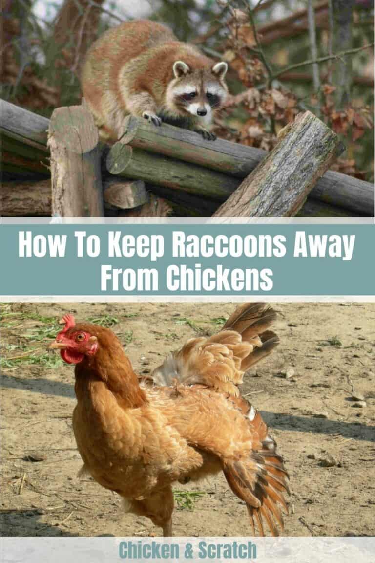5 Ways to Keep Raccoons Away From Chickens