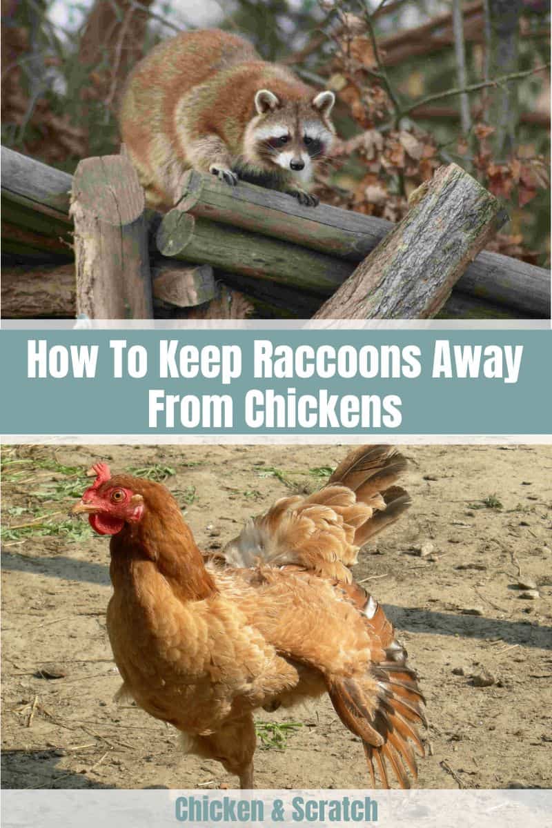 how to keep raccoons away from chickens