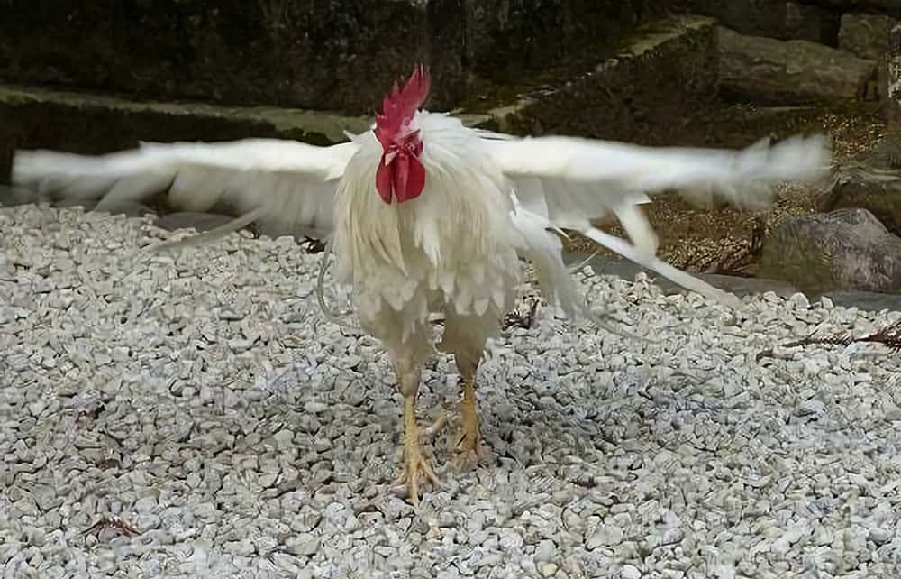 why-do-chickens-have-wings